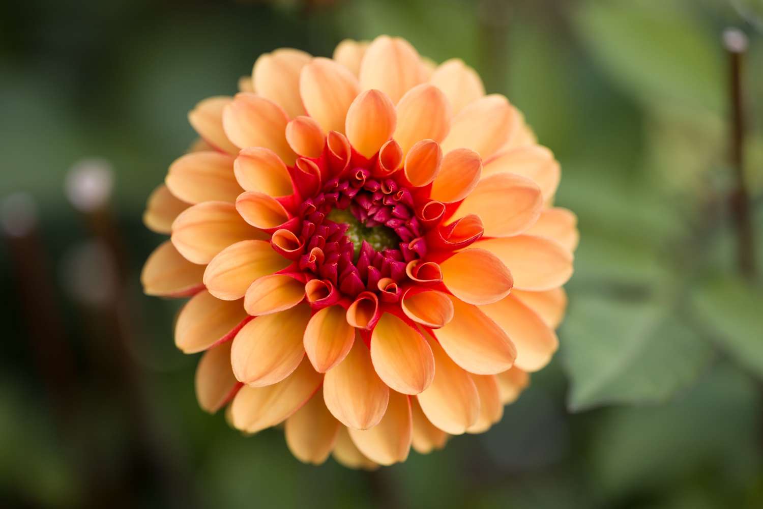 Dahlie 'American Sunset'